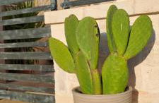 Trullo Ritunno - Foto 12