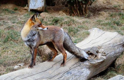 Apartamentos Rurales Les Barnedes - Foto 53