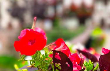 Iturrizar Alojamiento Rural - Foto 31