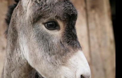 LA PETITE MAISON Fachwerkhaus am Rande des Sauerlandes in Warburg - Foto 48