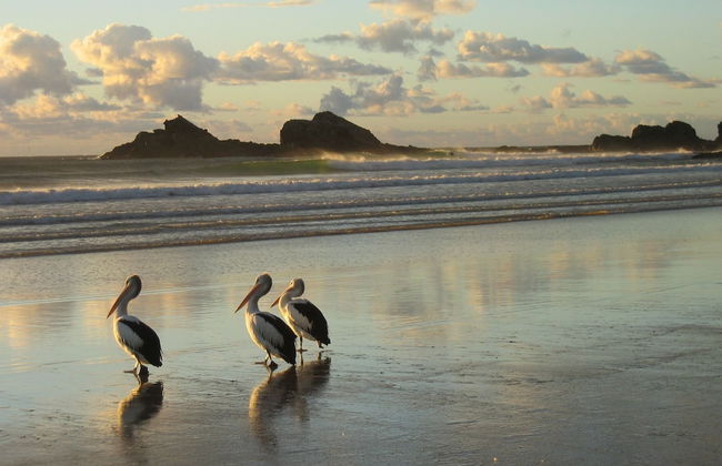 Gecko Shed - Foto 18