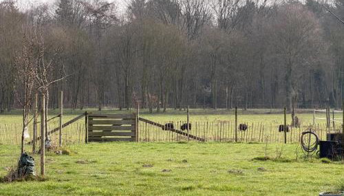 Fewo Snowdogs - Foto 5, Garden view
