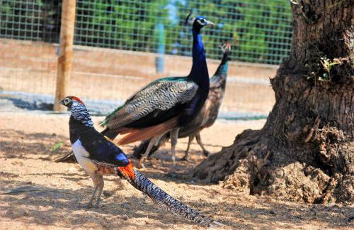 Monte Calmaria by Estilo Lusitano, with private pool and Jacuzzi - Foto 26