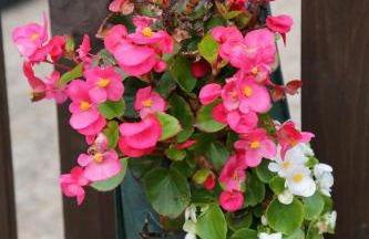 Sheephouse Manor - Foto 65