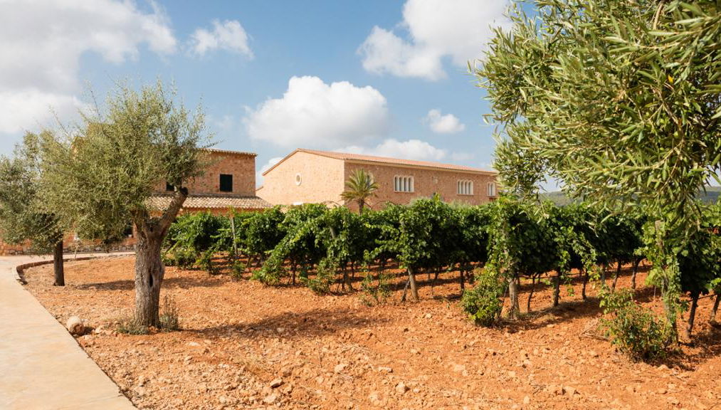 Visit Bodegas Angel with Wine Tasting - Photo 1