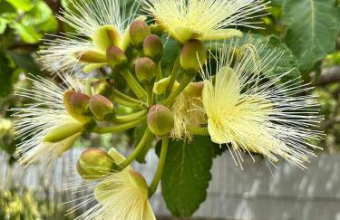 Jardim dos Sentidos no Lago Sul - Foto 54