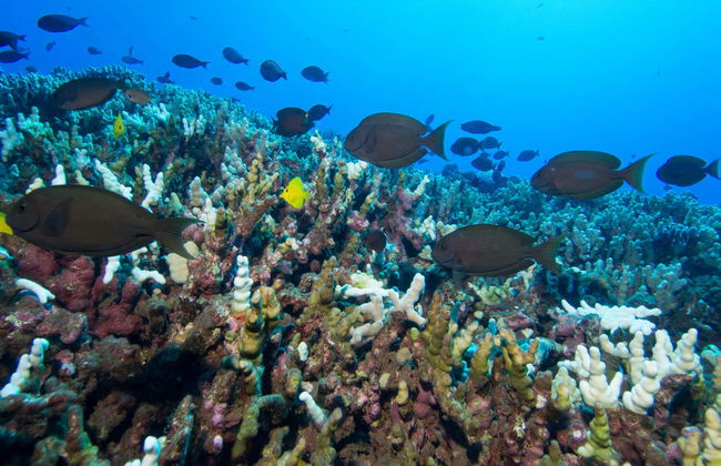Immersione per principianti a Lahaina - Foto 6