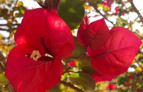 Casa Crudo, PRIVACIDADE NA MATA ATLÂNTICA, piscina, trilhas e descanso - Foto 30