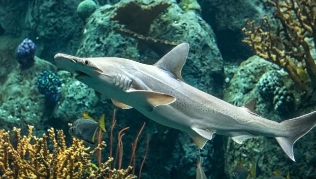 Aquário do Pacífico - Bilhete - Foto 2