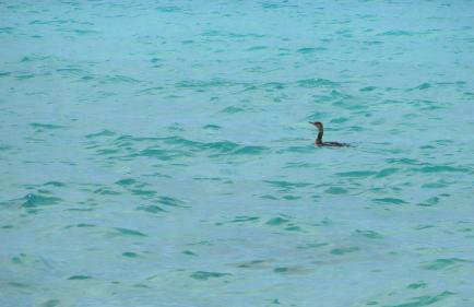 Spacious Villa close to an amazing Sithonia beach - Foto 58