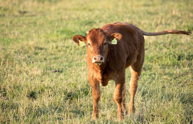 Steigmatt Bauernhof - Erlebnis - Foto 53