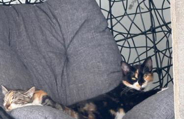 Quinta da Carlota - Photo 31