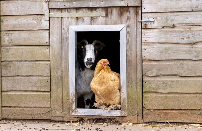 Bungalow in Veluwe Near Harderwijk - Photo 2