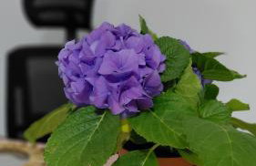 S&M Cozy Garden Lagonissi - Foto 4