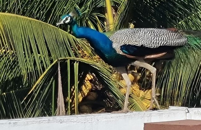 Villa Talpe Home Stay Inviting 4 b&b and Pool - Photo 31