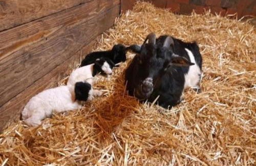 FeWo Lena - Photo 11