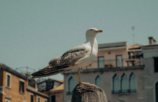 Venetia Domus 004 in Pellestrina - Foto 44