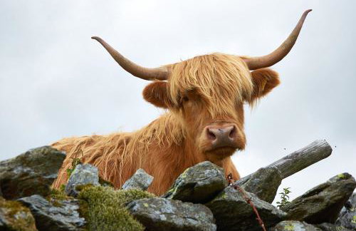 Canny Brow Barn - Foto 73