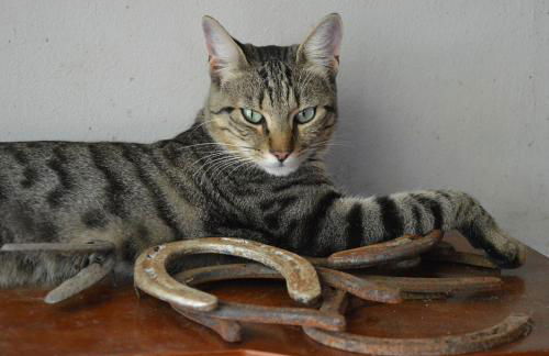 Società Agricola La Staccionata - Foto 24