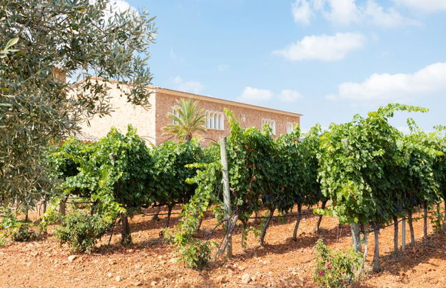 Visitar Bodegas Angel com Degustação de Vinhos - Foto 8