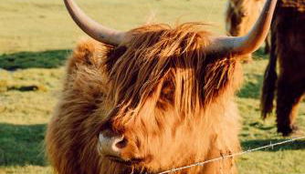 Büdlfarm - Der Familien-Erlebnishof in Strandnähe - Foto 4
