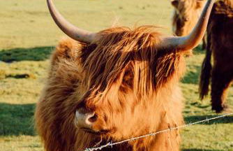 Büdlfarm - Der Familien-Erlebnishof in Strandnähe - Foto 4