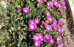 Cueva El Cortijo Gachas - Photo 86