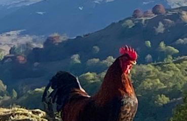 Elterwater Park self catering - Foto 20