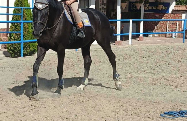 ESCUS HORSES - Foto 16