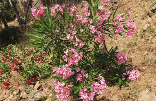 Les Asphodèles - Foto 13