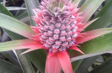 Pineapple Studio - Photo 48