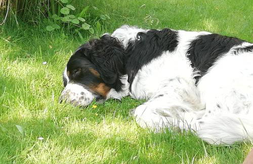 Ferienhof Höhensonne - Foto 23