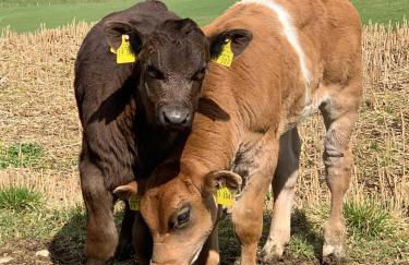 Ferienhof Rindalphorn mit Sauna in ländlicher Idylle - Foto 35
