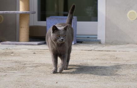 Casa Pilli - Foto 23