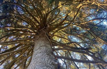 Gîte Ô Nature - Foto 12