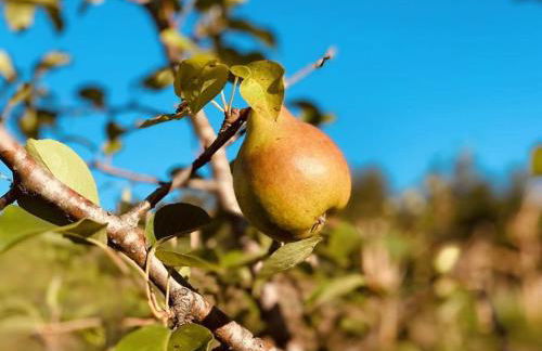 Luxury Farm Stay-Bonds Corner Bungalow-Wolf Pine Hollow - Foto 67