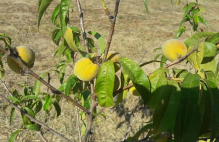 Casa Corofulu Oliena - IUN P2139 - Foto 15