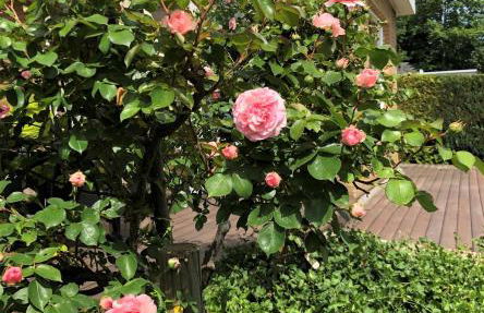 Strandläufer - Photo 20