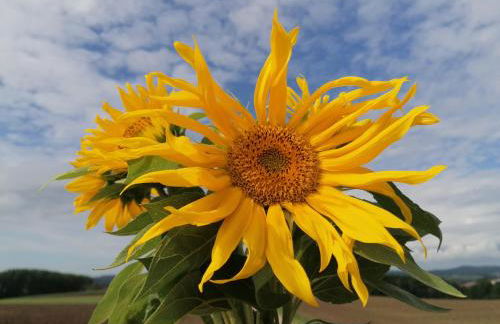 Piece of Greece - Foto 34