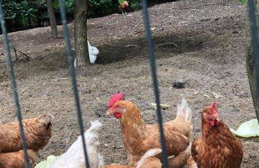 Leśna Oaza - Foto 21