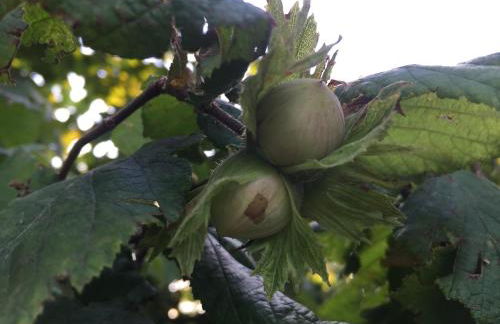 Cascina Curairone - Foto 32