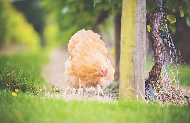 Glyndwr Vineyard - Foto 34