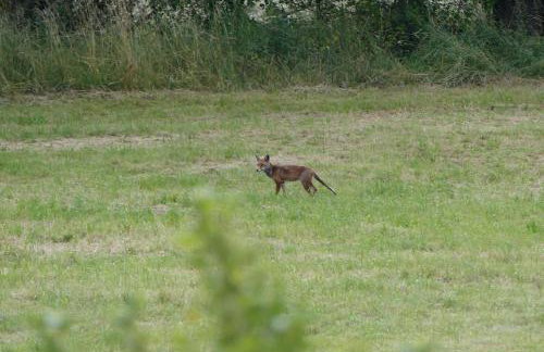 Ferienwohnung Himmel, Wald & Wiese - Foto 15