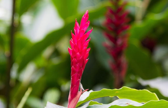 Mon Choisy Beach R. - Photo 35