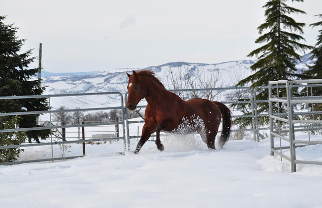 Masseria Straziuso - La Vaccariccia - Photo 32