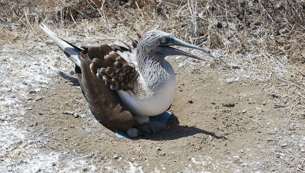 A native bird of the island