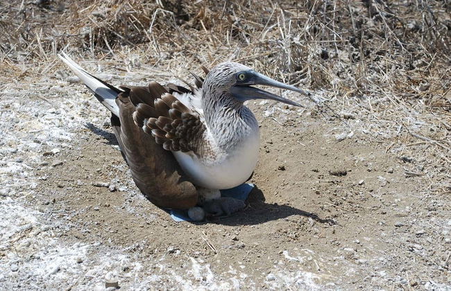 Isla de la Plata Excursion - Photo 4