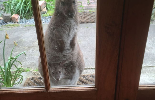 Bruny Island Varuna - Foto 11