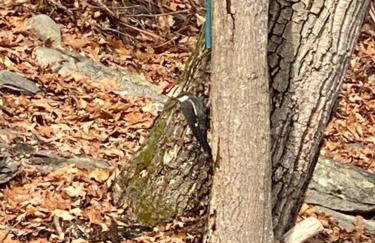 Zen Lake House - Foto 49