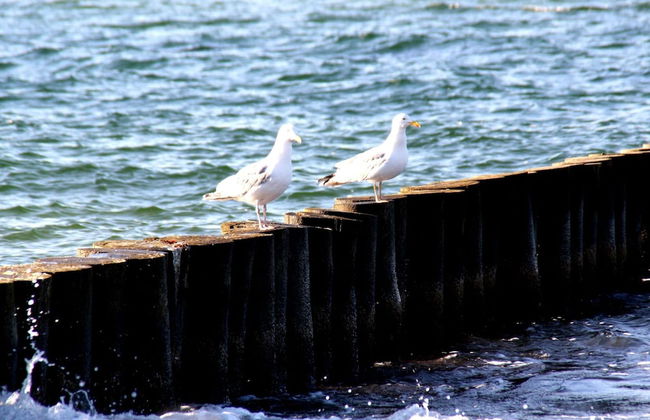 Ferienwohnung, Ostseebad Rerik - Foto 23